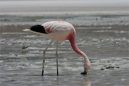 Flamant Rose