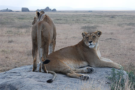 Lionnes