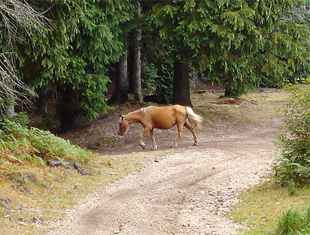 Cheval sauvage - Corno do Bico - Paredes de Coura