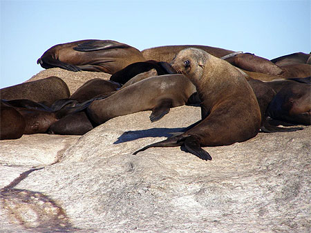Otaries