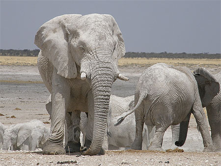 Eléphants blancs