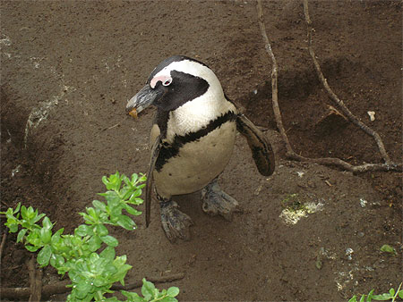 Manchot à Boulders Beach