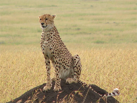 L'élégance du guépard