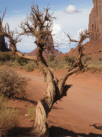Arbre mort à Monument Valley
