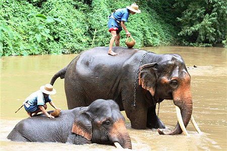 Baignade éléphants