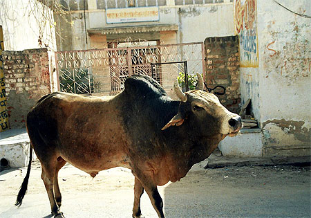 Vache dans les rues