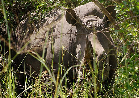 Rhinocéros blanc (sanctuaire de Ziwa)