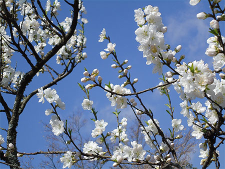 Sakura