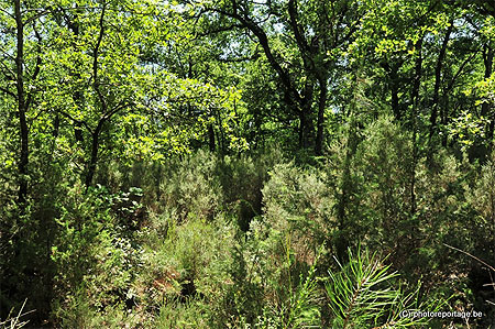 Bois sauvages d'Ombrie