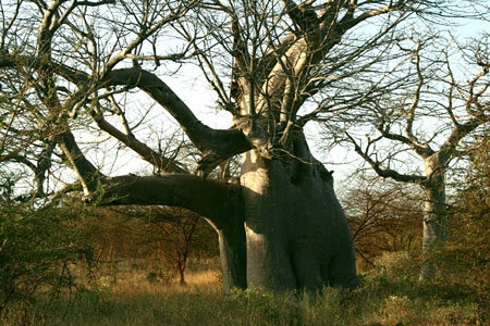 Baobab millénaire Sénégal