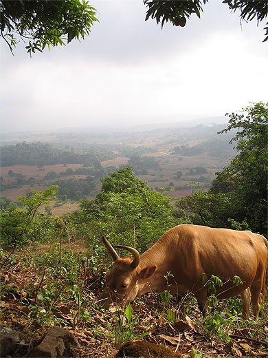 Vache foutanienne
