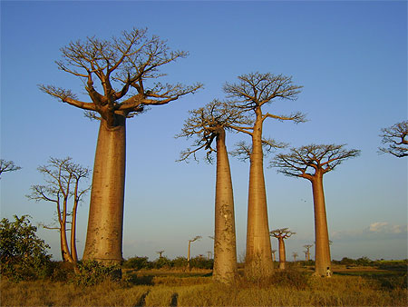 Baobabs au coucher du soleil