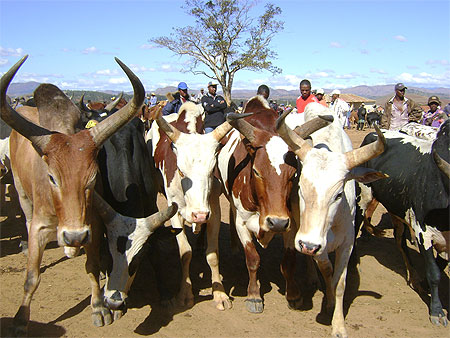 Equipe de zébus