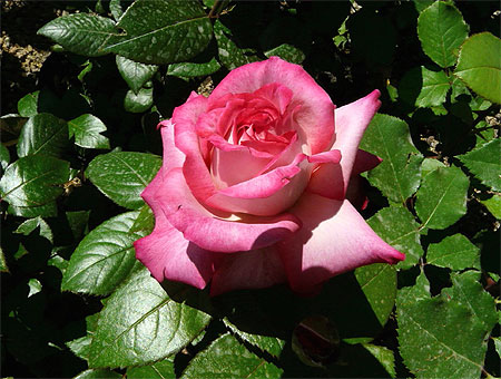 Rose rose