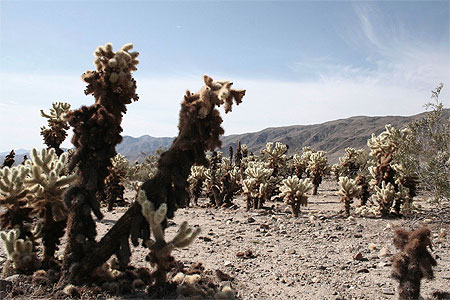 Cactus Joshua Tree NP