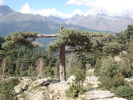 Arbre du Niolo
