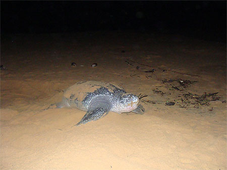 La tortue luth