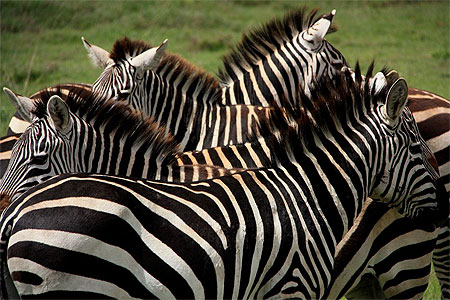Zèbres dans le Serengeti