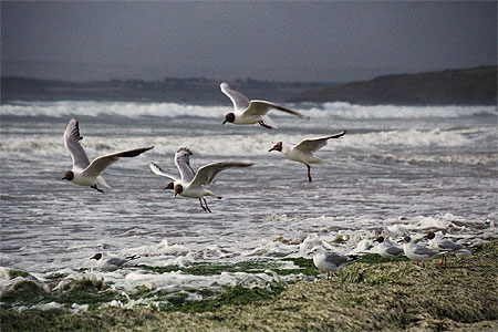 Goëlans à la plage de Kerlaz
