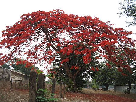 Flamboyant