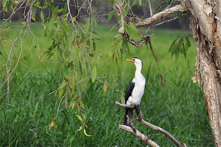 Anhinga australien