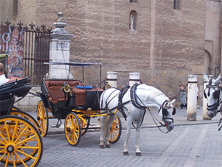 Chevaux Andalous