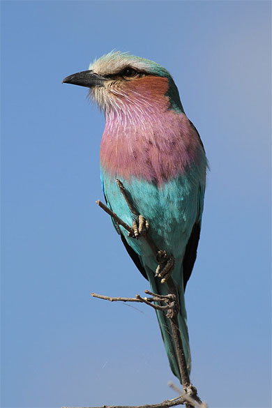 Lilac Breasted Roller