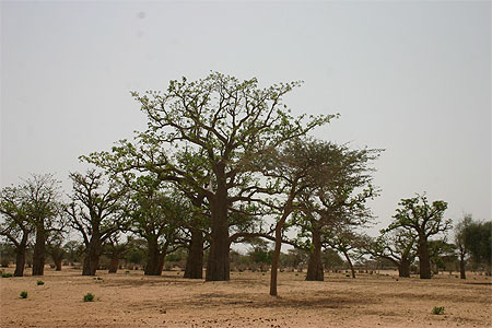 Baobabs