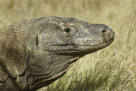 Profil de Dragon