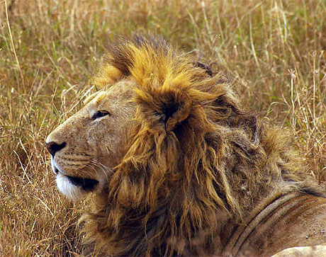 le vrai roi lion