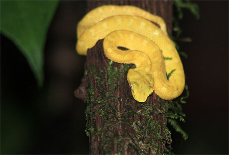 serpent