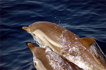 Couple de dauphins