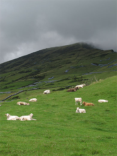 Paysage champêtre