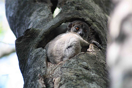 Lemur diurne