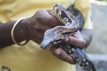 Boa