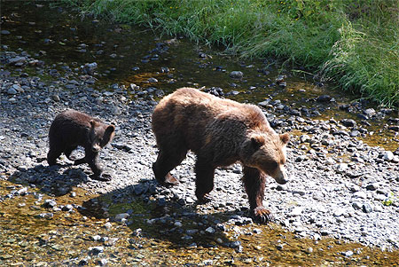 Grizzly à la frontière de l'Alaska