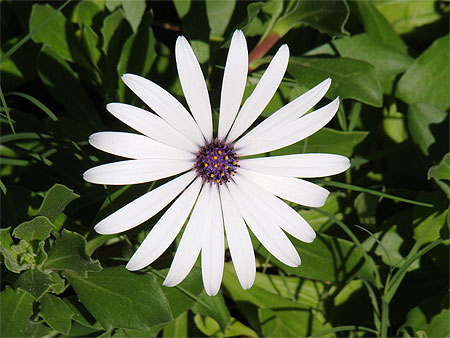 Fleur
