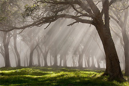 Forêt de tamarins dans la brume