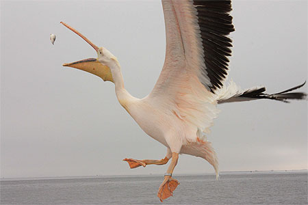 Croisière dans la Walwis Bay
