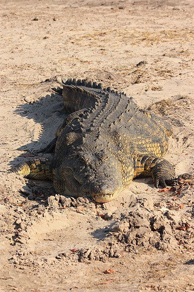 Crocodile