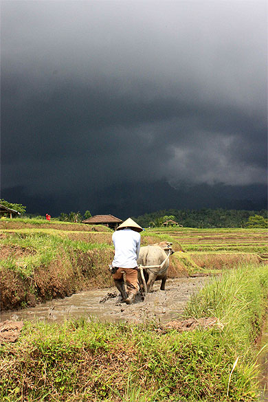 Travail dans les rizières de Jatiluwih, avant l'orage