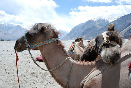 Camel in love