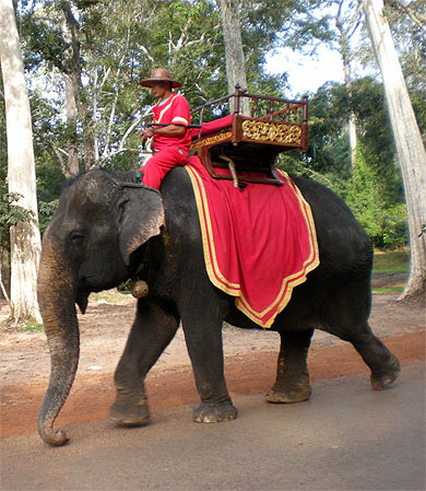 Balade à dos d'éléphants
