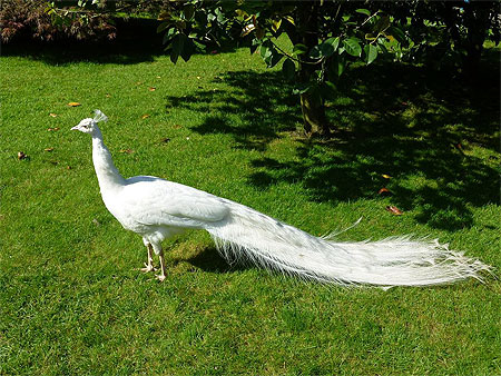 Bianco