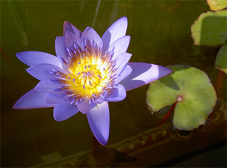 Fleur de nénuphar