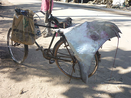 La ballade d'une raie à vélo !