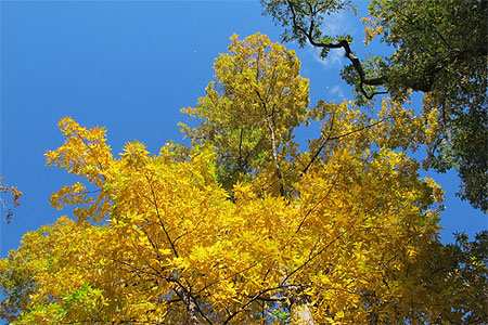 Couleur d'automne dans Central Park