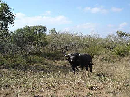 Buffle d'Afrique