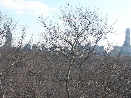 Ligne d'horizon derrière les arbres de Central Park