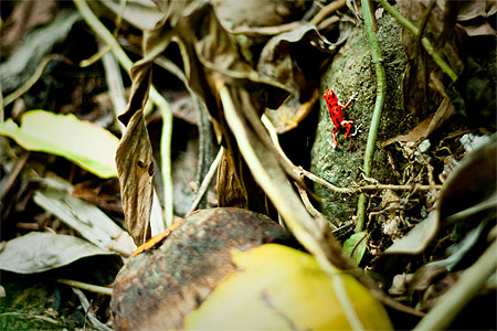 Red Frog de l'île Bastimentos